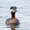 Red-necked Grebe