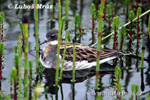 Red-necked Phalarope