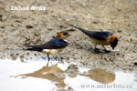 Red-rumped Swallow