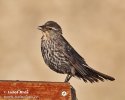 Red-schouldered Blackbird