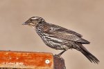 Red-schouldered Blackbird