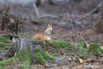 Red Squirrel