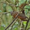 Red-tailed Squirrel