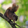 Red-tailed Squirrel