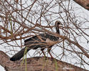 Red-throated Piping-Guan