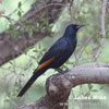 Red-winged Starling