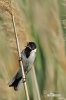 Reed Bunting