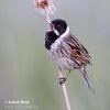 Reed Bunting