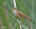 Reed Warbler