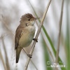 Reed Warbler