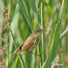 Reed Warbler