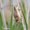 Reed Warbler