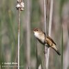 Reed Warbler