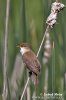 Reed Warbler