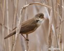 Reed Warbler