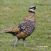 Reeves´s Pheasant