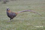 Reeves´s Pheasant