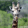 Reticulated Giraffe