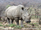 Rhinocéros blanc