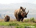 Rhinocéros blanc