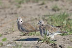 Ring-necked Dove