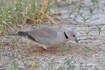 Ring-necked Dove