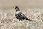 Ring Ouzel