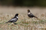 Ring Ouzel