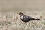 Ring Ouzel