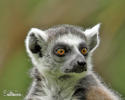 Ring-tailed lemur