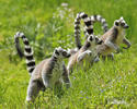 Ring-tailed lemur