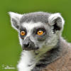 Ring-tailed lemur