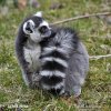 Ring-tailed lemur