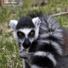 Ring-tailed lemur