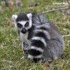 Ring-tailed lemur