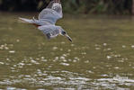 Ringed Kingfisher