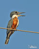 Ringed Kingfisher