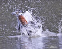 Ringed Kingfisher