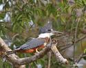 Ringed Kingfisher