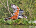 Ringed Kingfisher