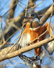 Ringed Kingfisher