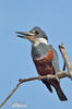 Ringed Kingfisher