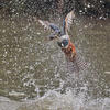 Ringed Kingfisher