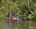 Ringed Kingfisher