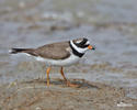 Ringed Plover