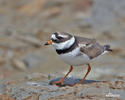 Ringed Plover