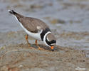 Ringed Plover