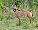 Roan Antelope