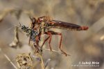 Robber Fly