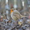 Robin